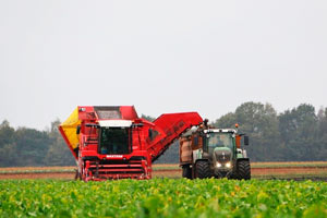 POMPER HIJKEN aardappelen rooien met Grimme Maxtron 620