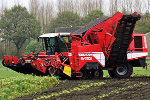 Suikerbieten worden gerooid met een- zelfrijdende GRIMME Maxtron rooier met een bunkerinhoud van 22 ton